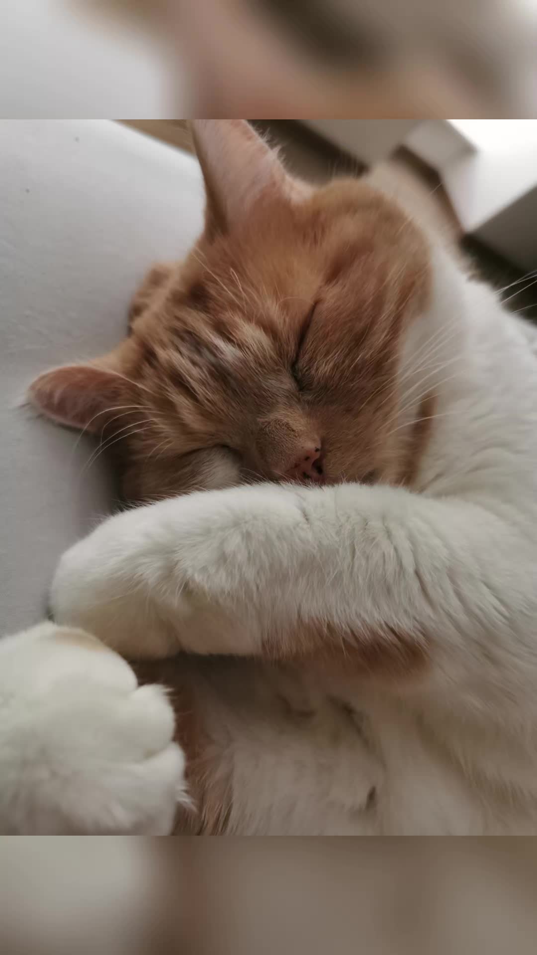 @mystic paws