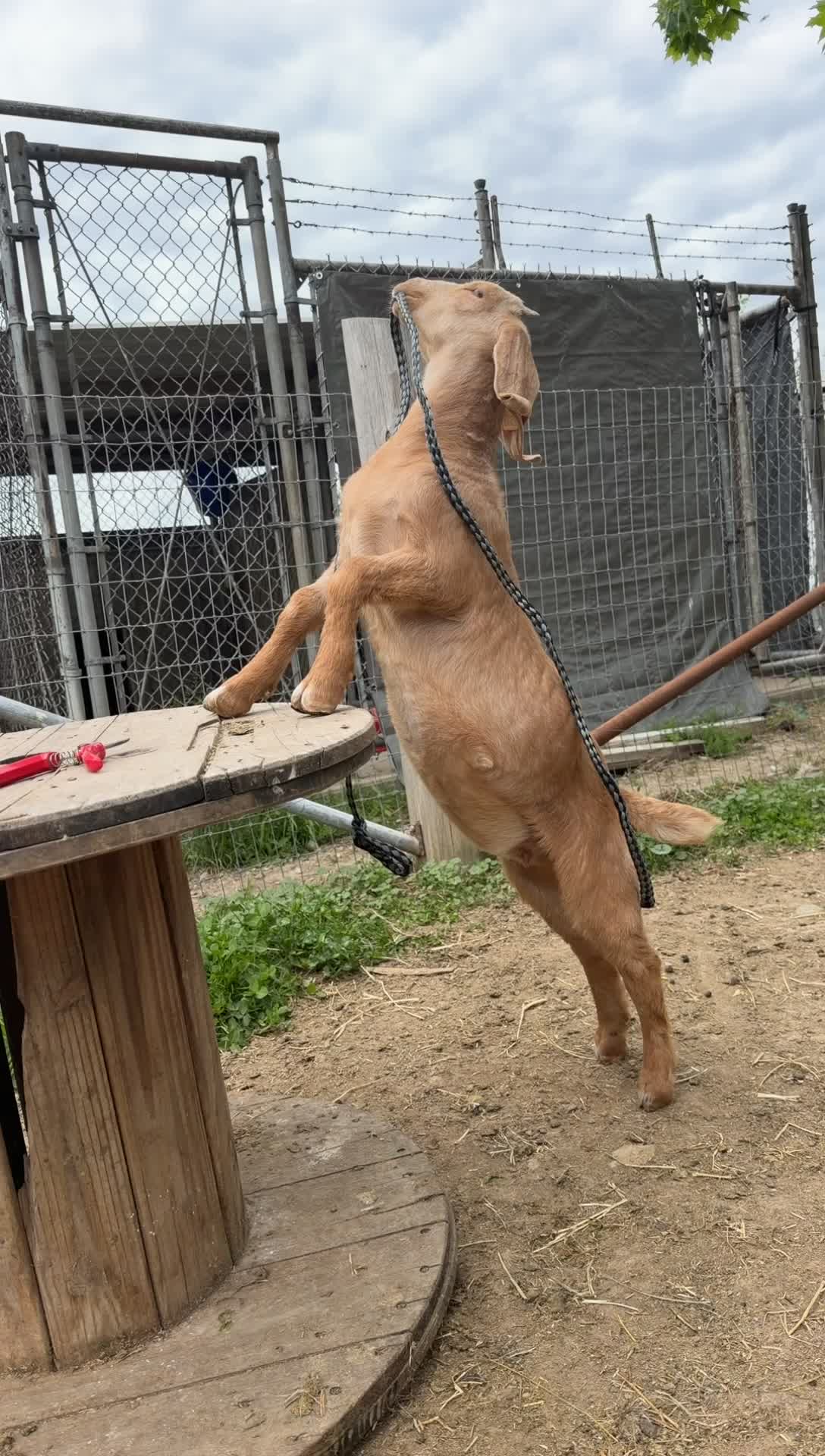@Jmertinsfarm