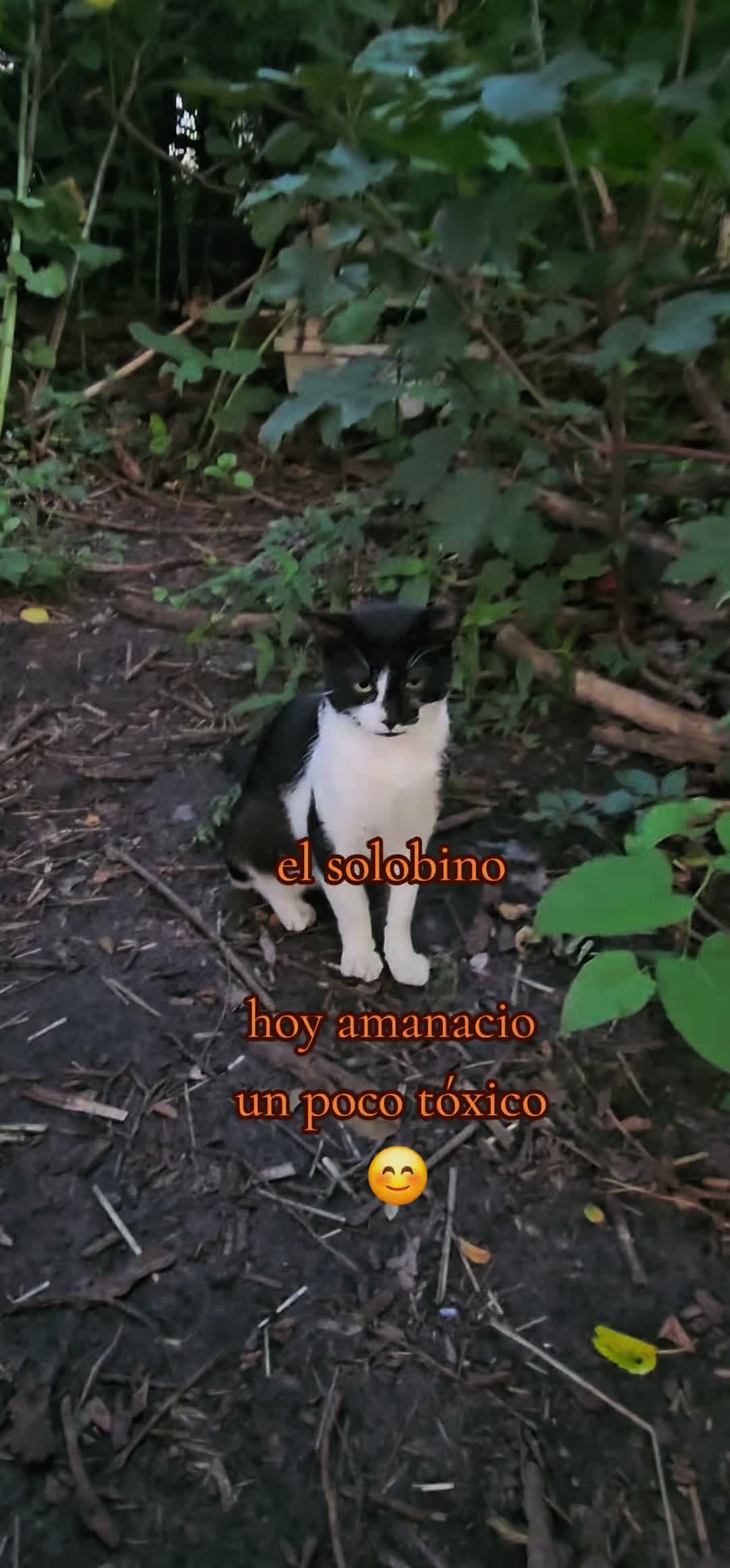 @🇲🇽Guli.Carrada 🐈⬛