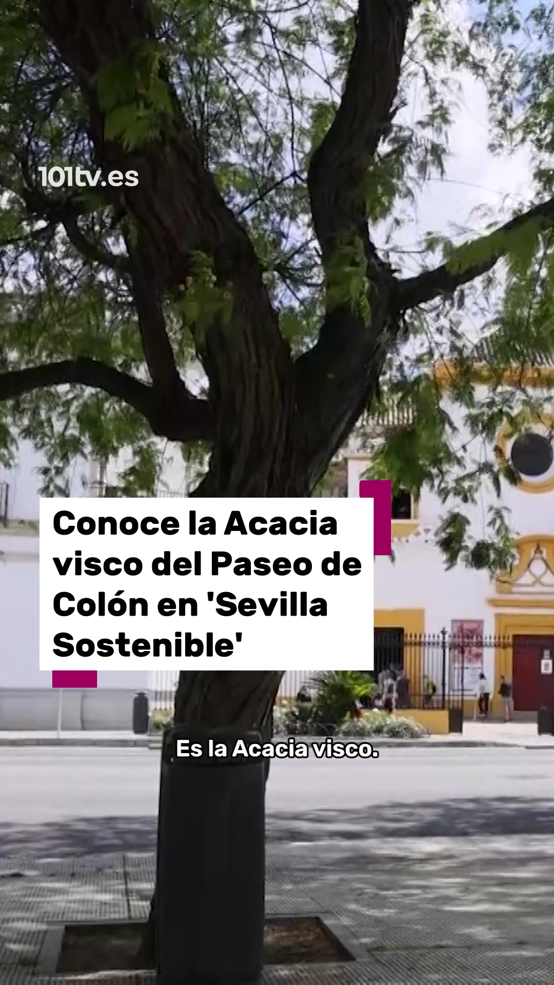 @101tv.es Sevilla