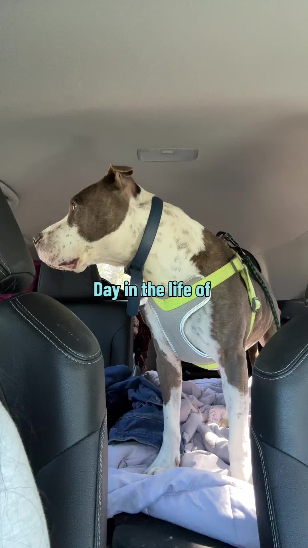 @caponethepitty
