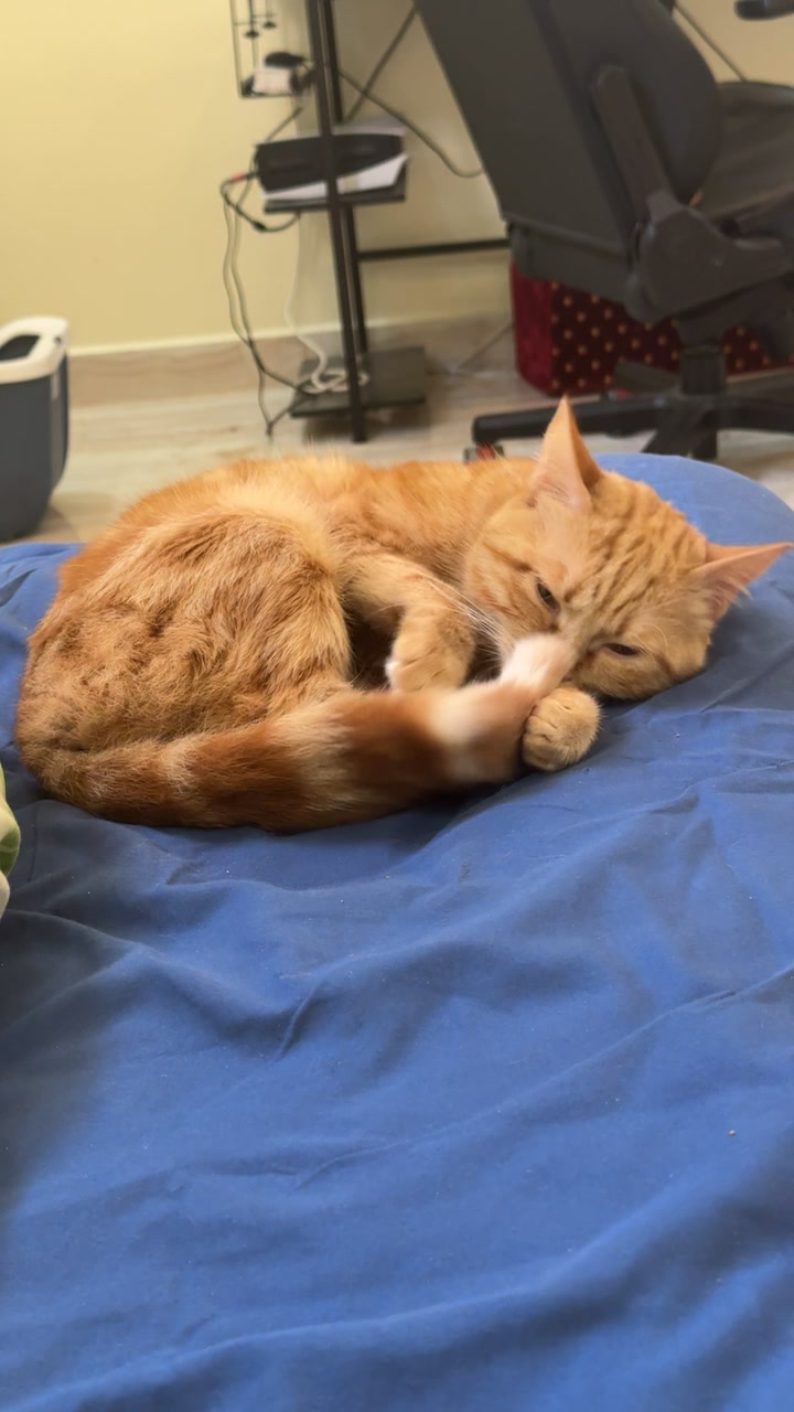 @3aslTheCat