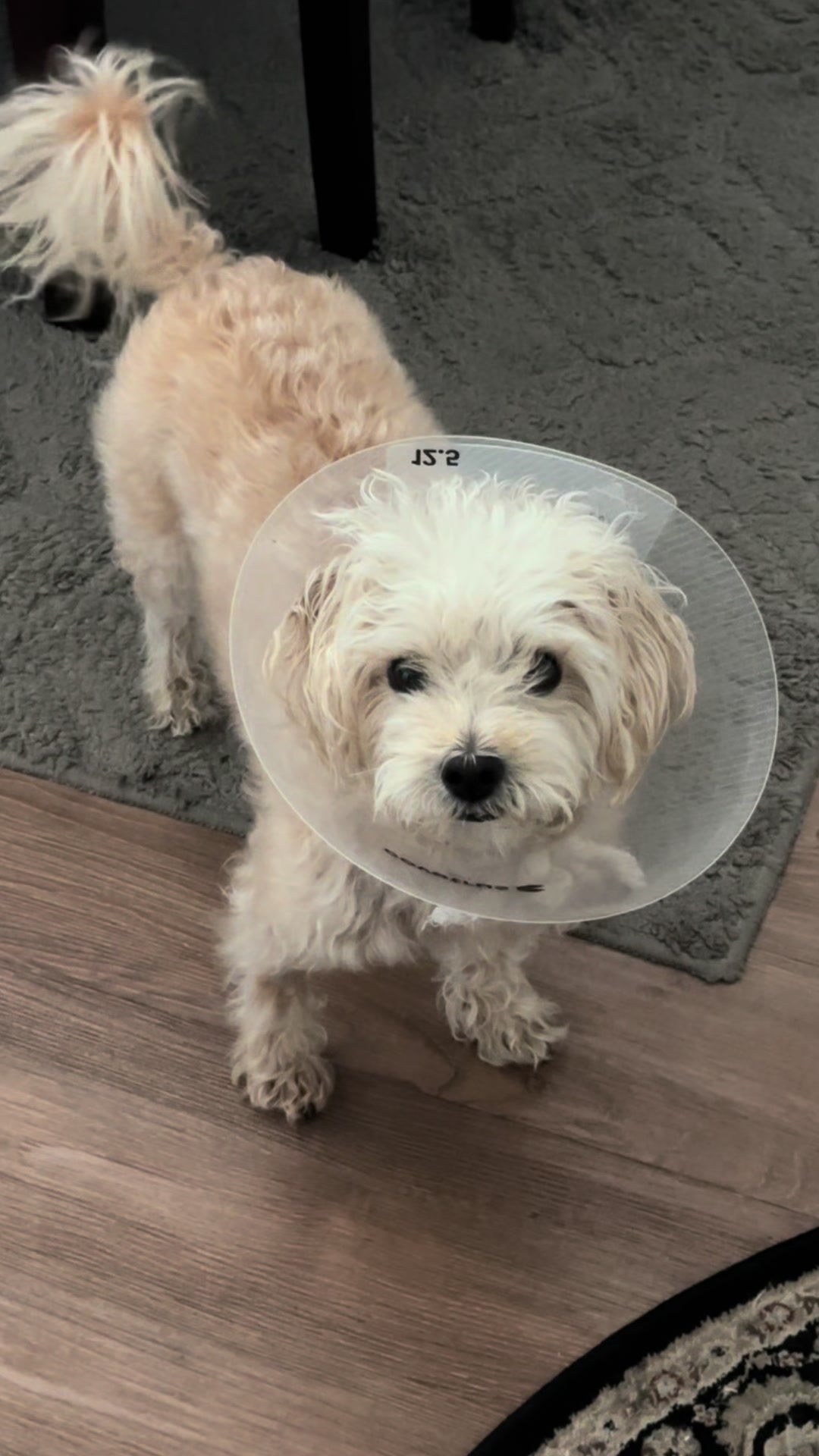 @He Was A PoodleBoi