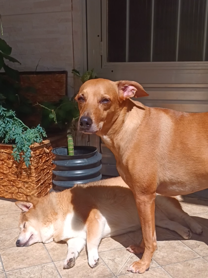 @Cosmos🐕 Maui🐶  Aurora🦊