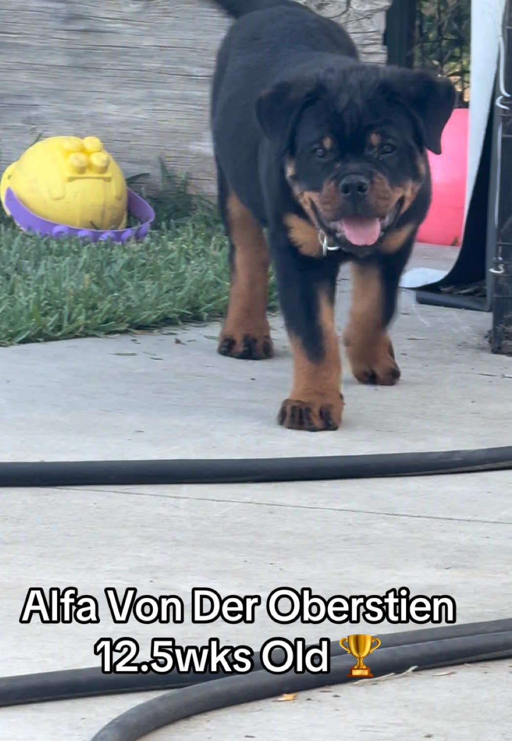 @King Rottweilers Kennel