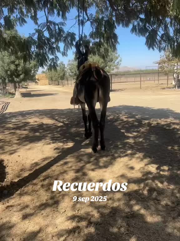 @franciscoramirez0ficial