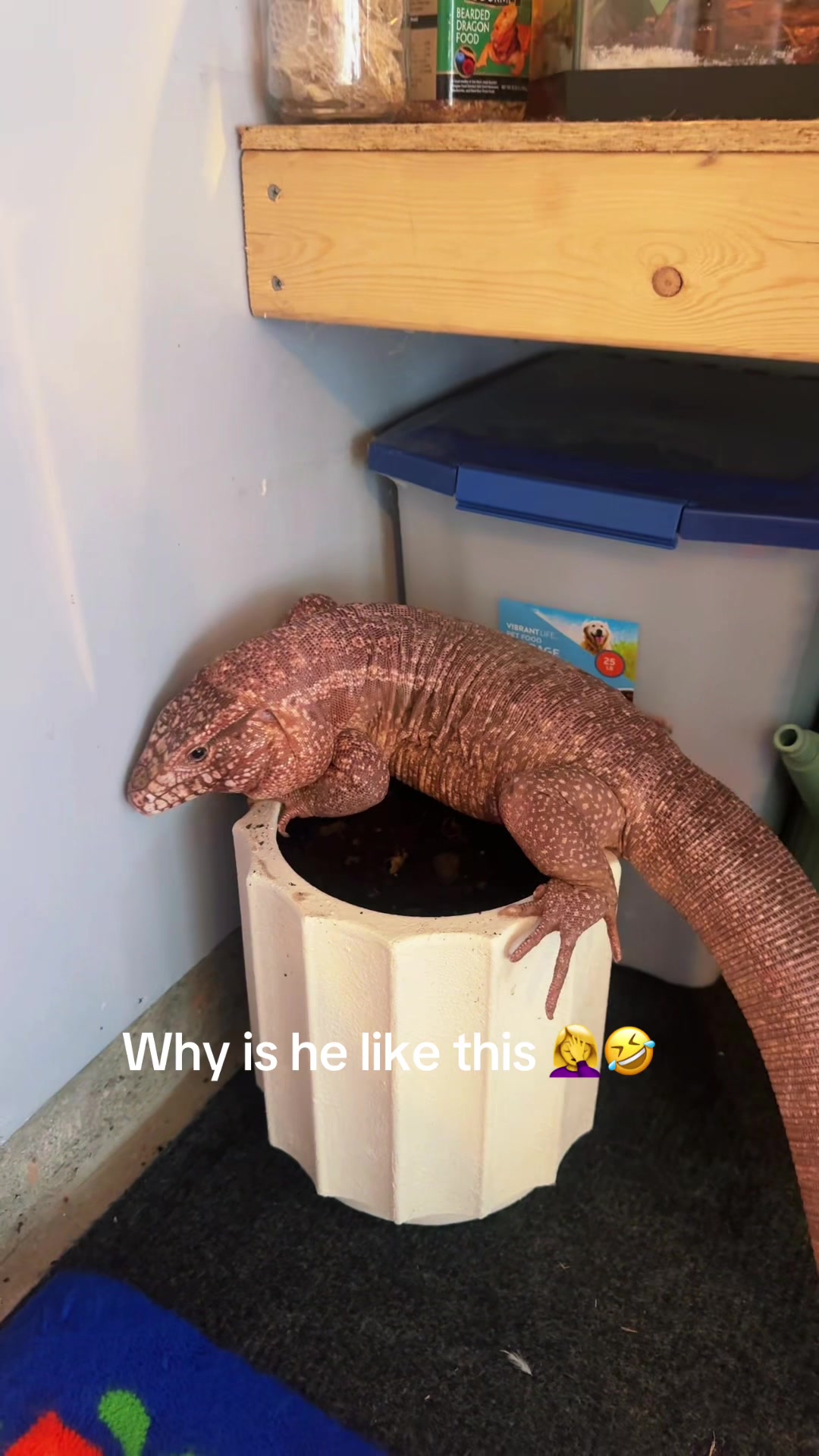 @hippyswaggab