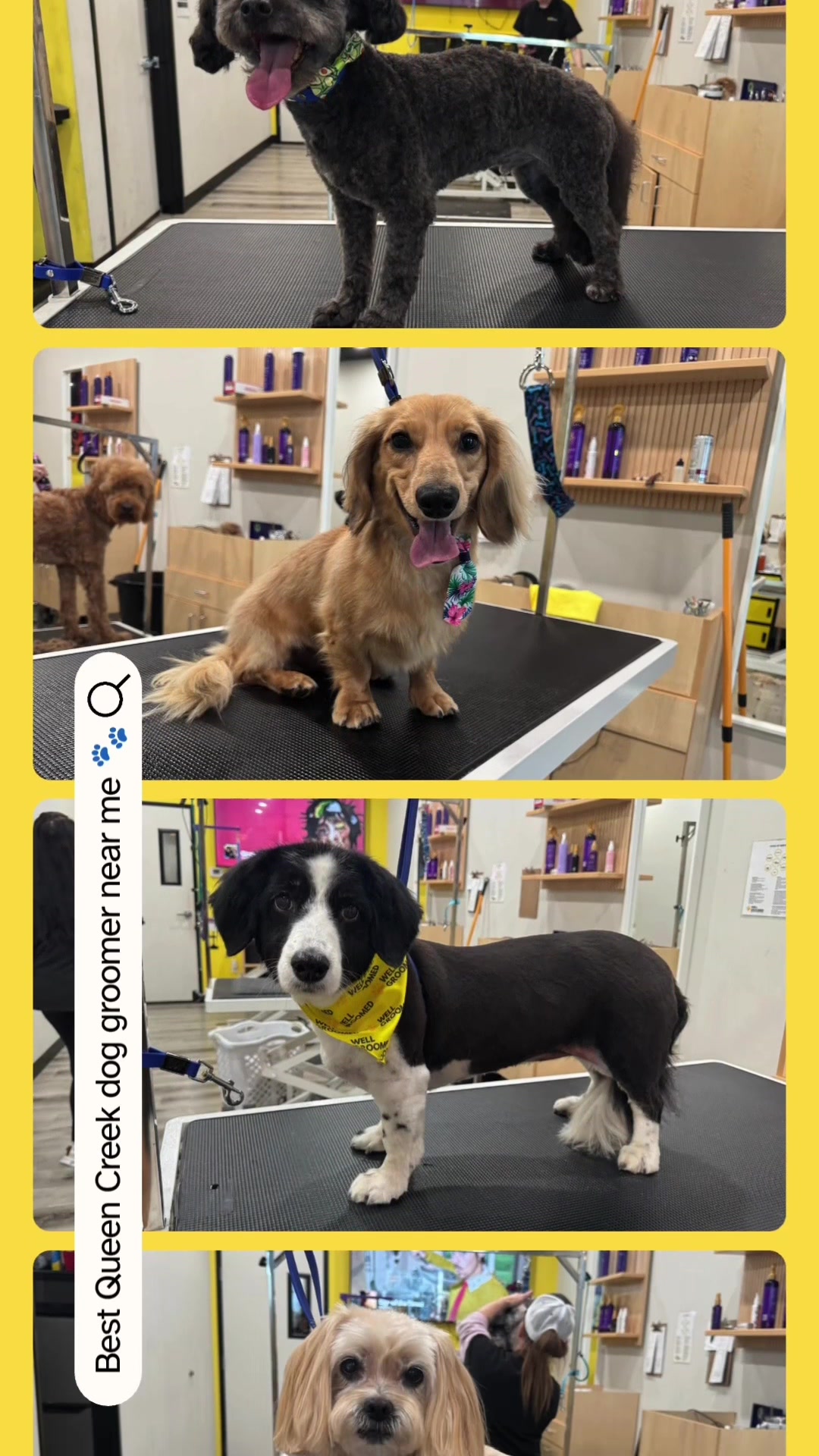 @Well Groomed Queen Creek