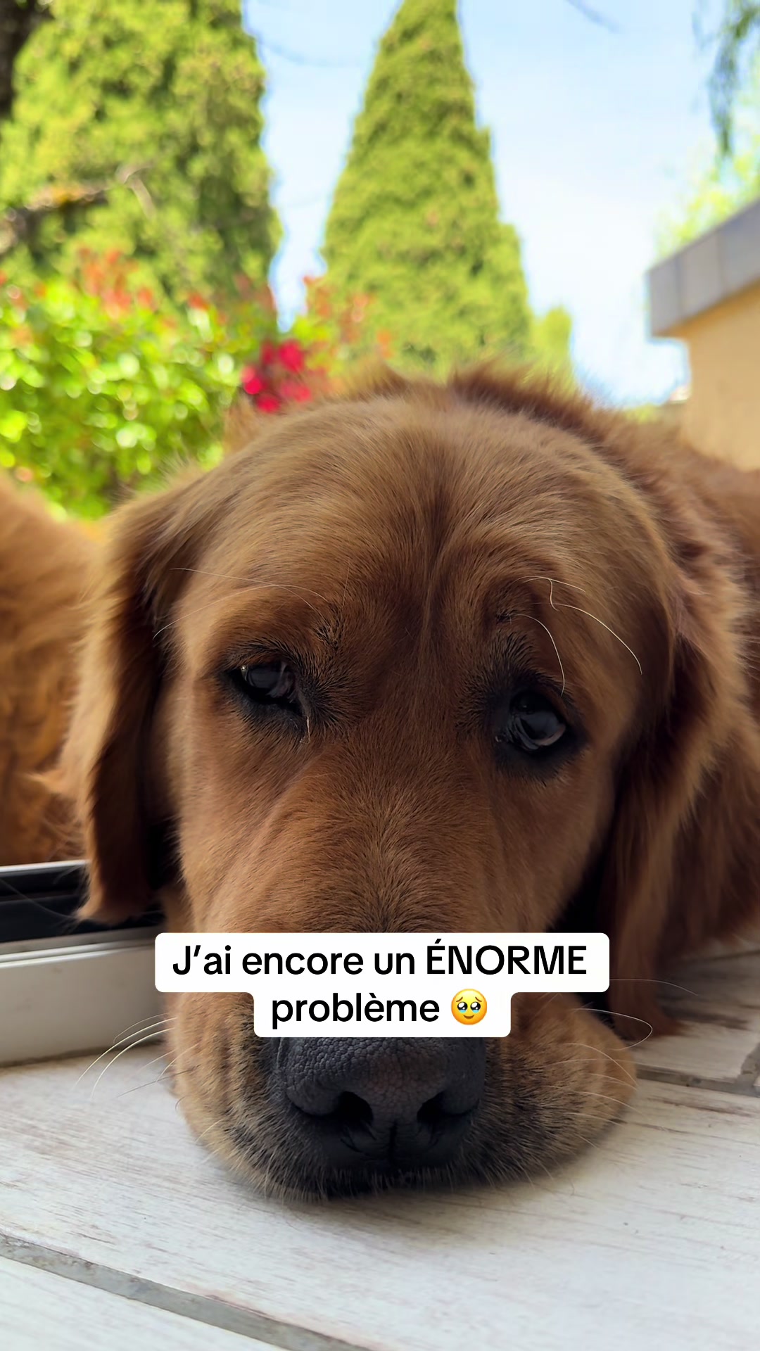 @Uggy Le Golden 🐶