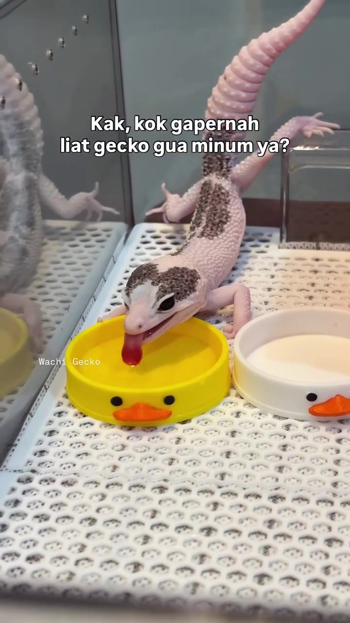 @wachigecko