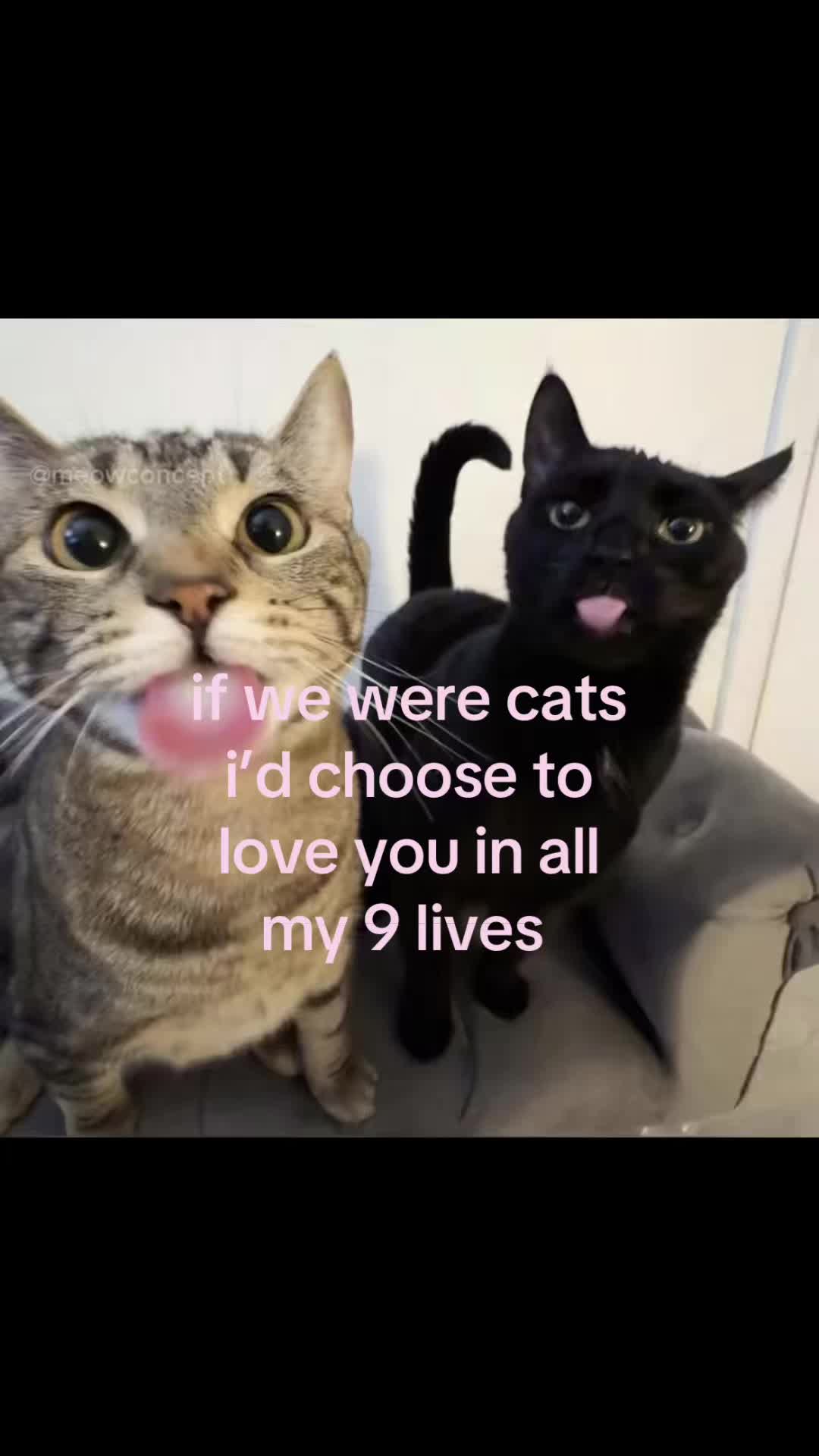 @meowconcept