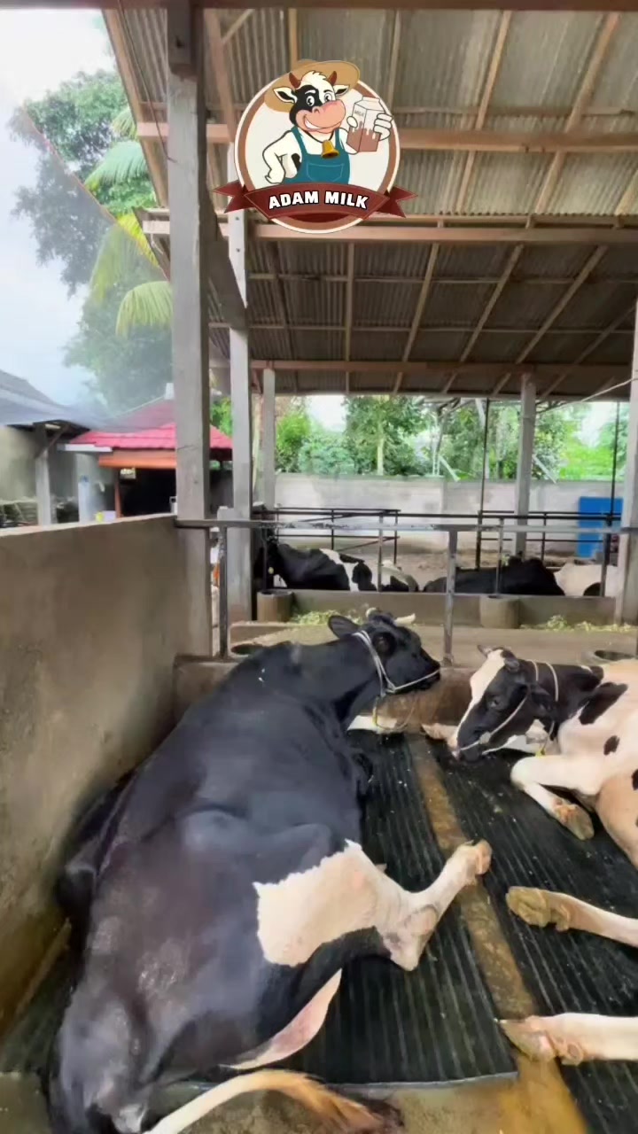 @ADAM MILK FARM