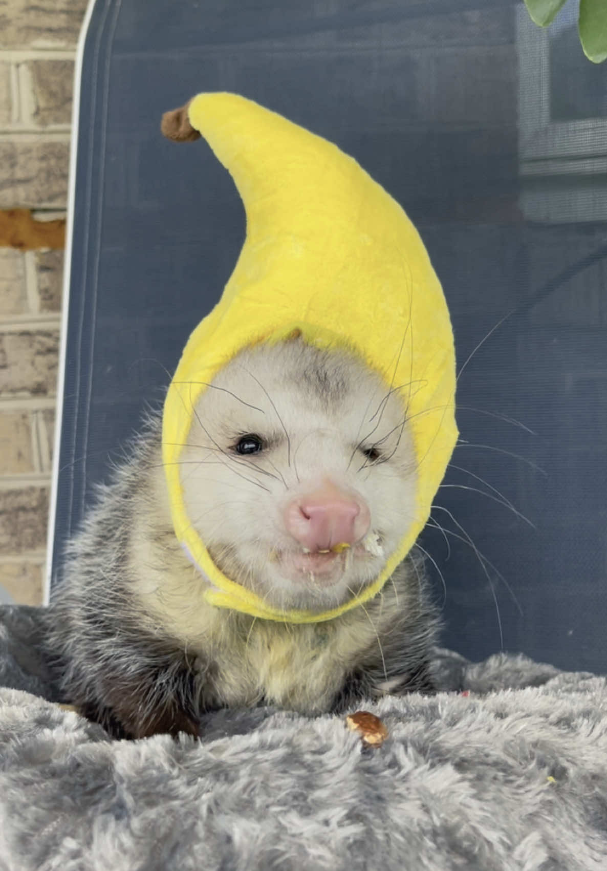 @GladysOpossum