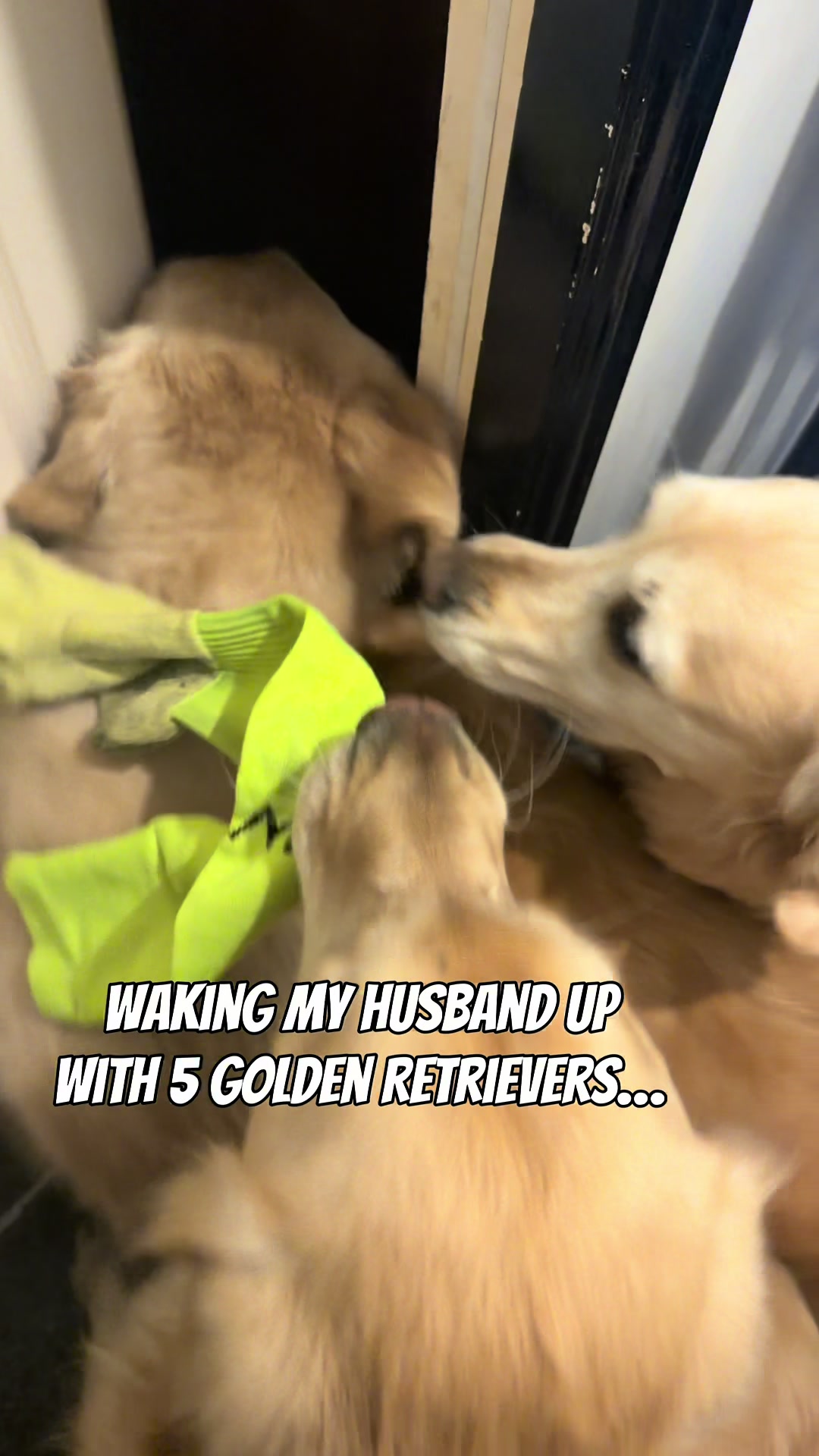 @5 Shades of Golden