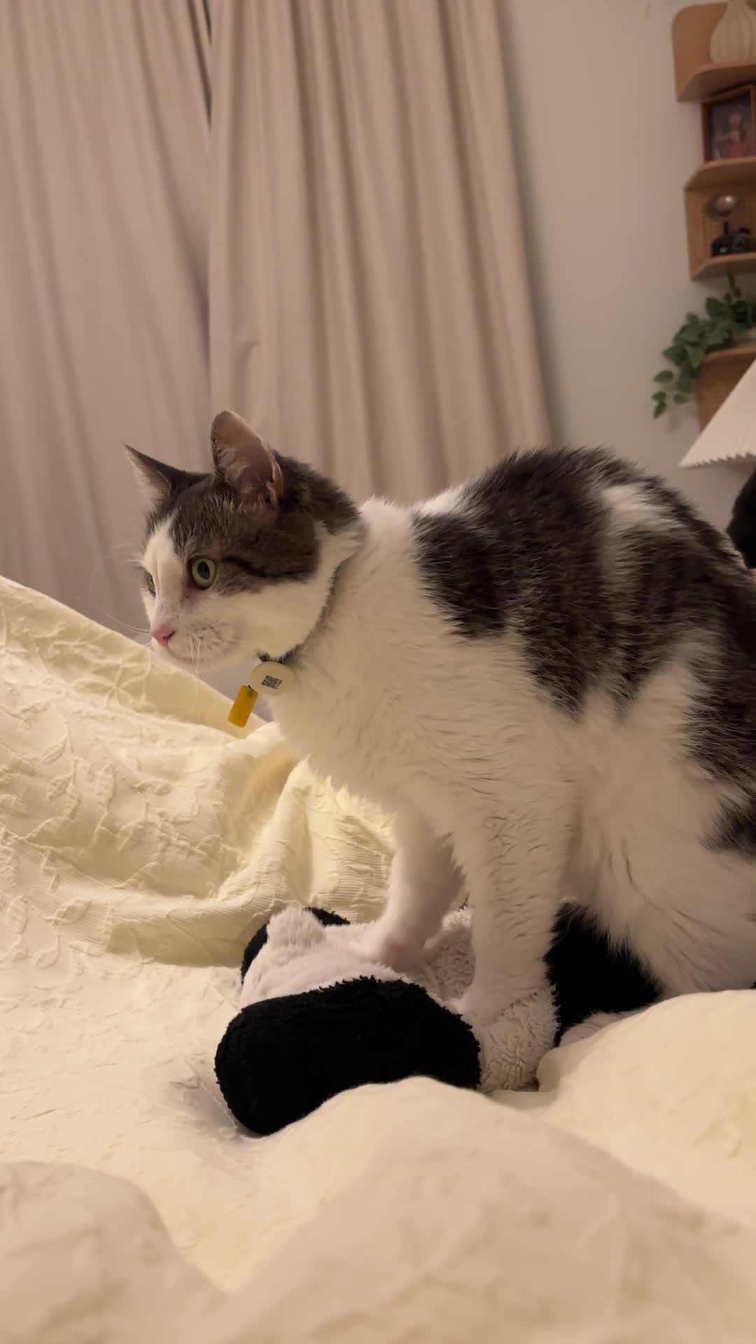@Mimi Wawa Meow