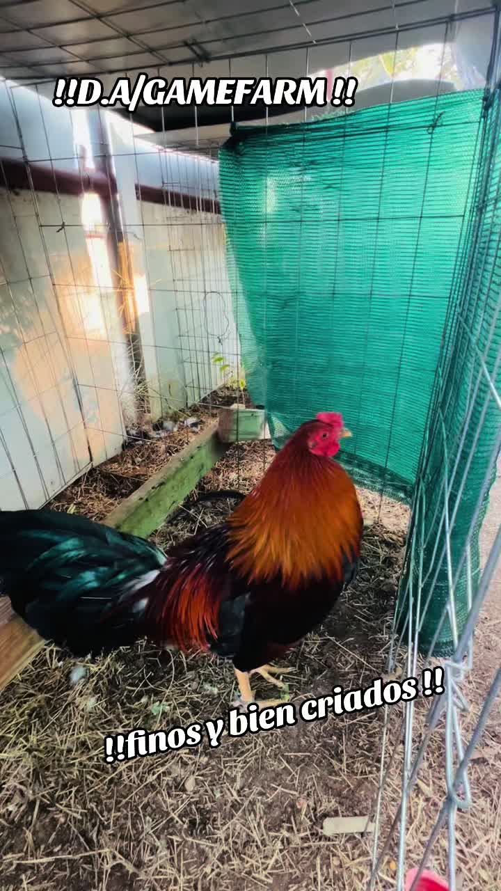 @DAgamefarm