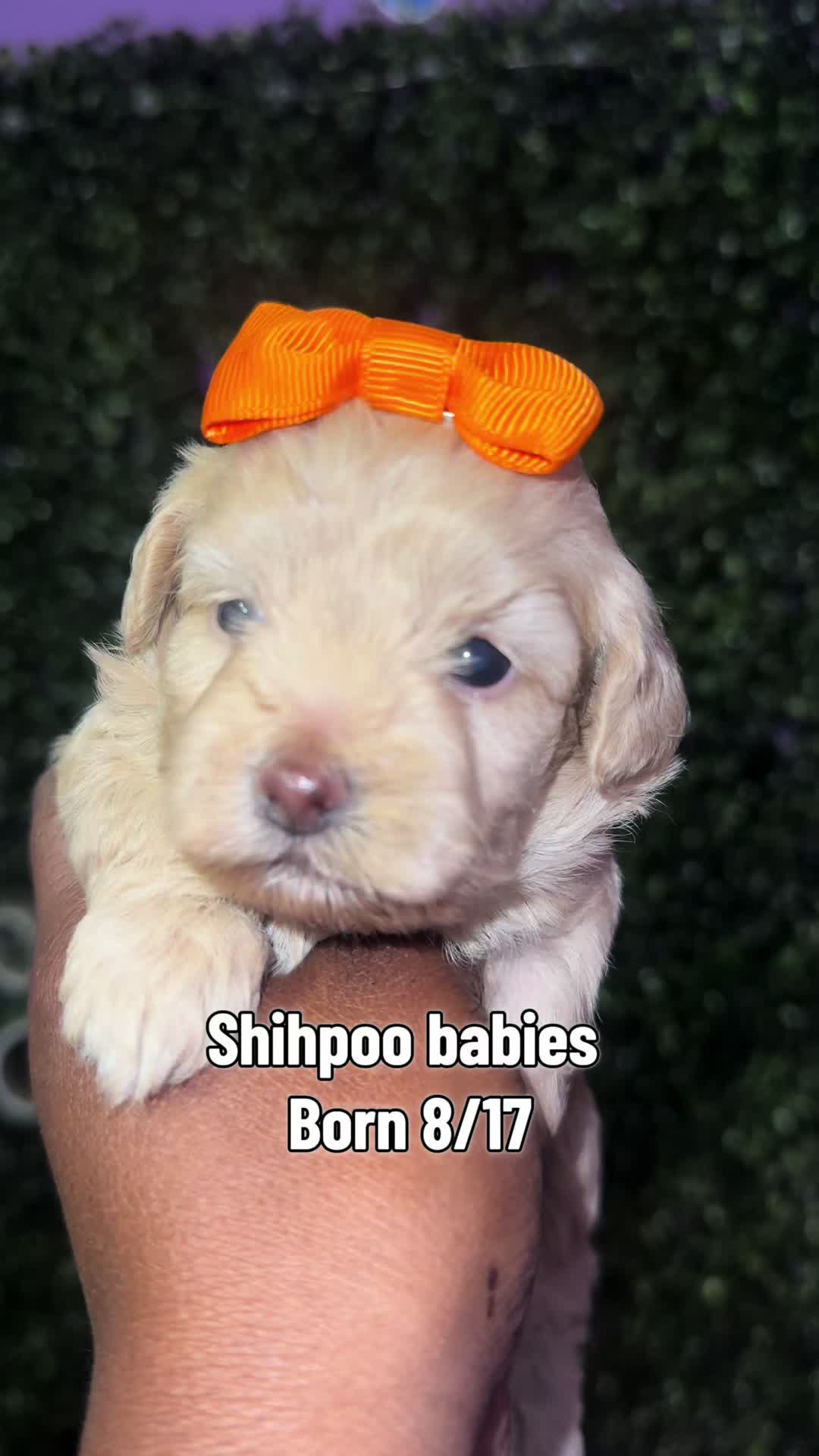 @Dog Lady