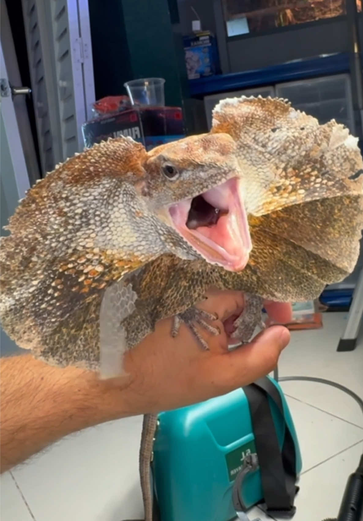 @Tommys_reptiles