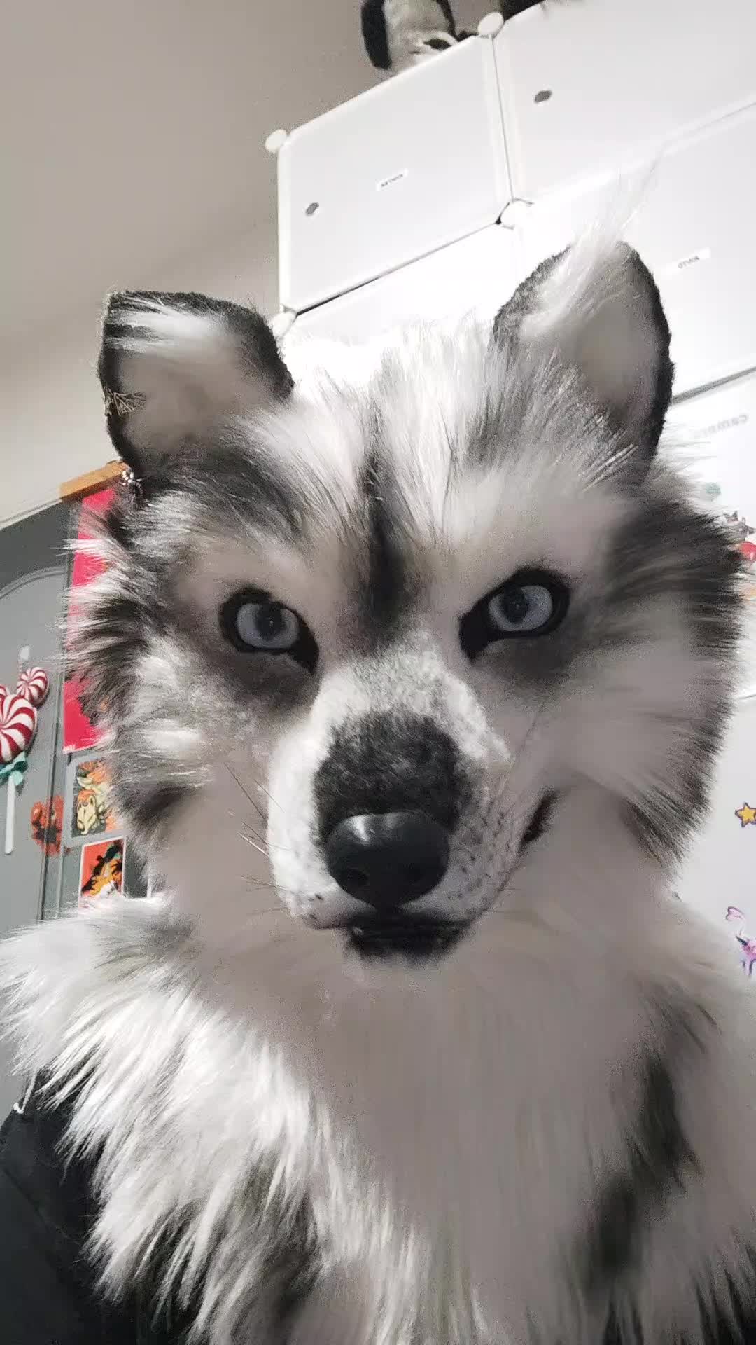 @Shysako.Fur
