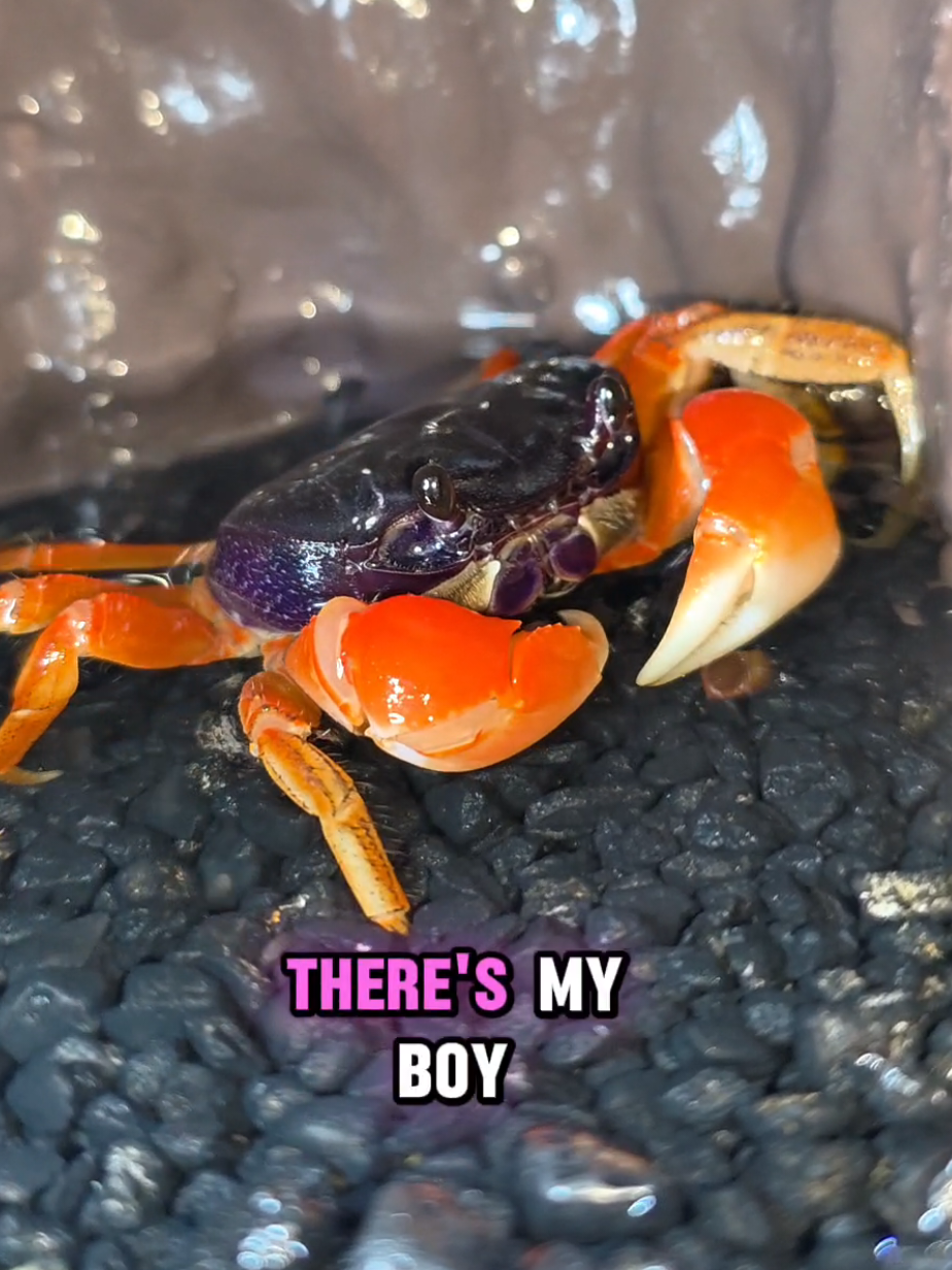 @Howie The Crab