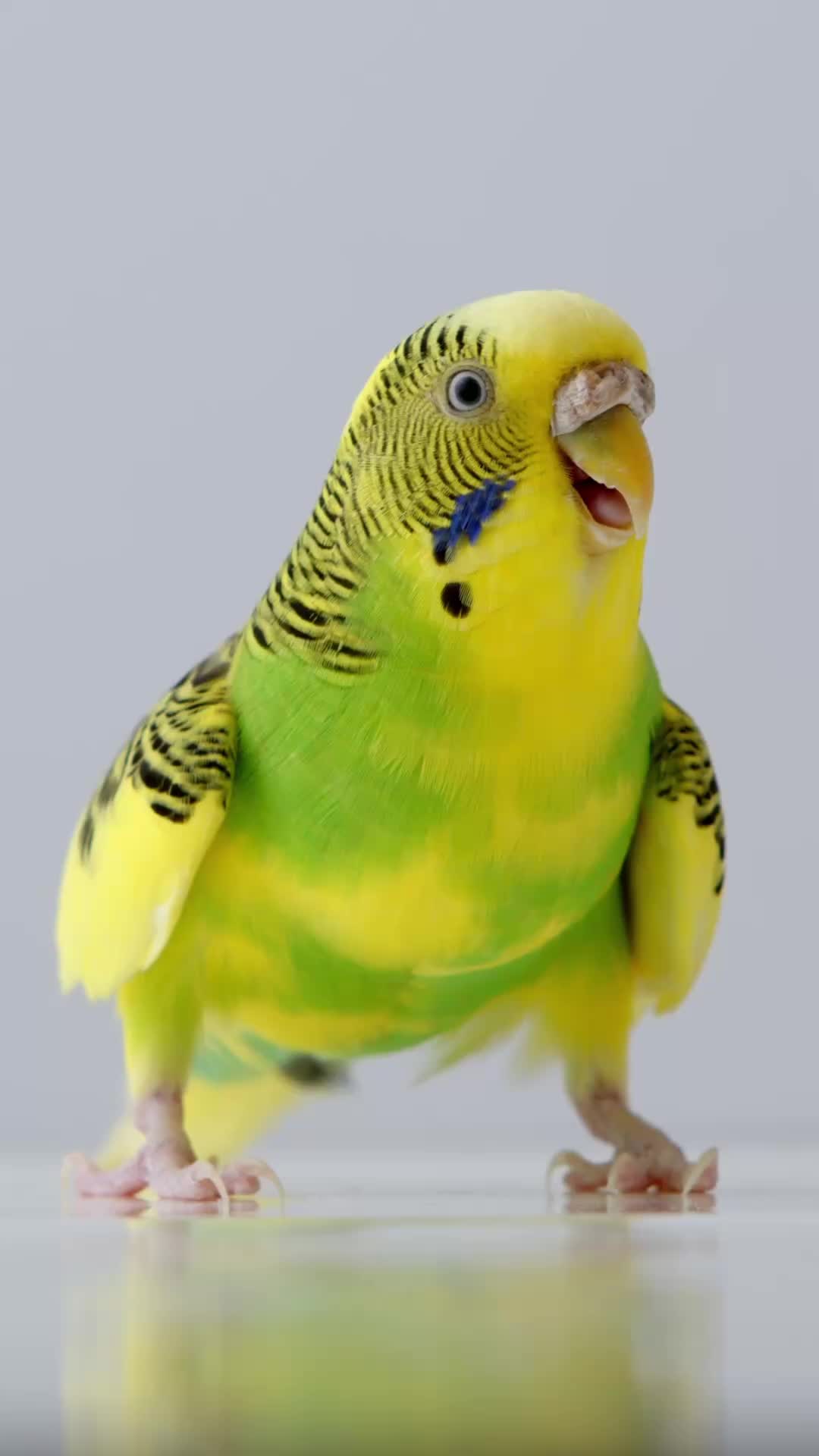 @Learn Parrots