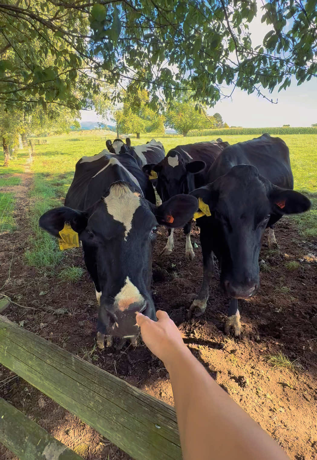 @DairyPov