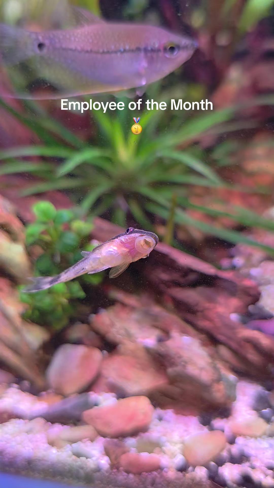 @Ace Aquascape