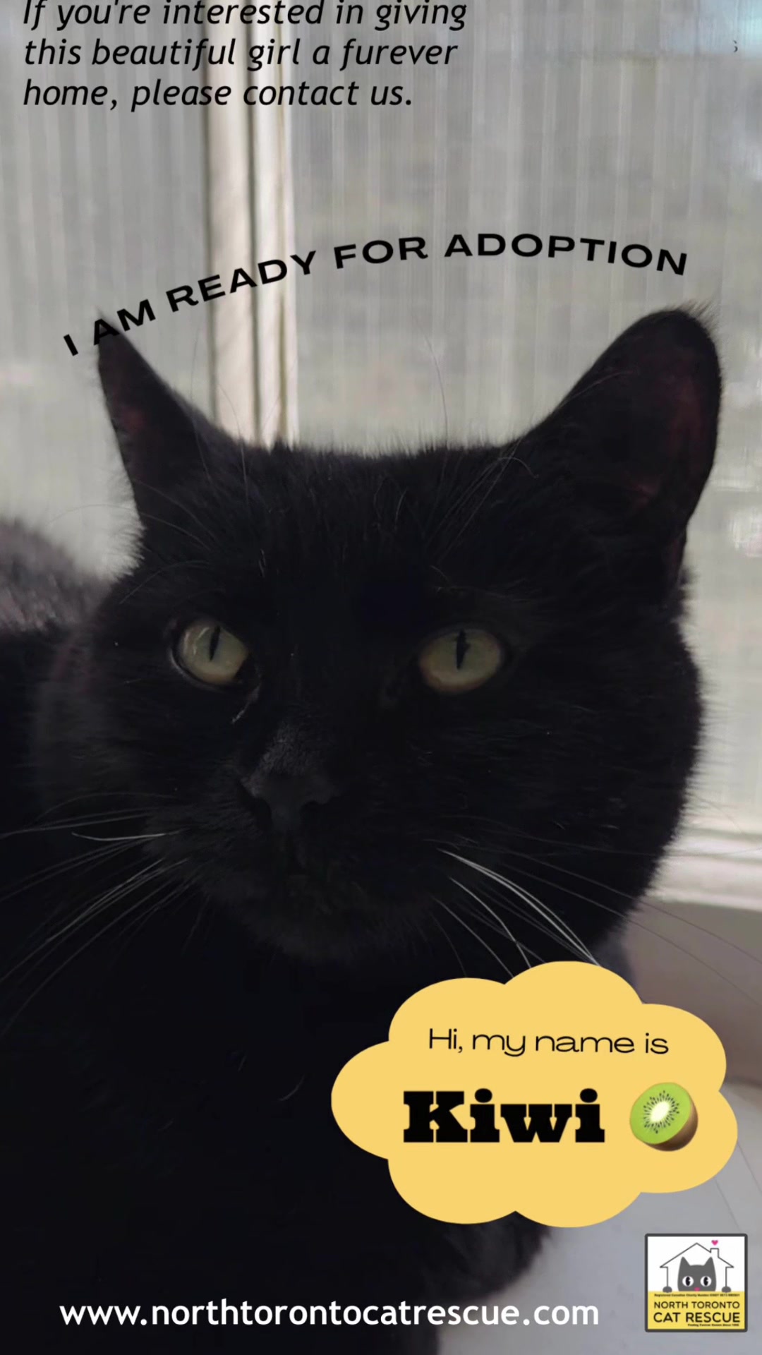 @North Toronto Cat Rescue
