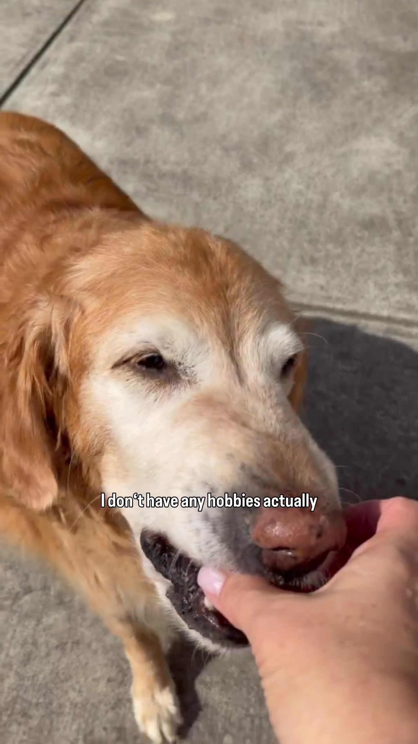 @DogMomisms