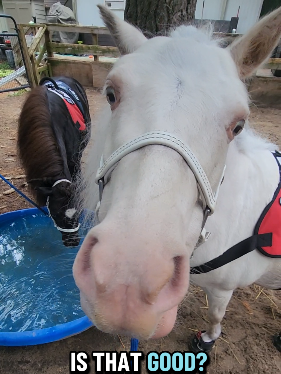 @minihorsemomandtrainer🐴🐴🐴🐴