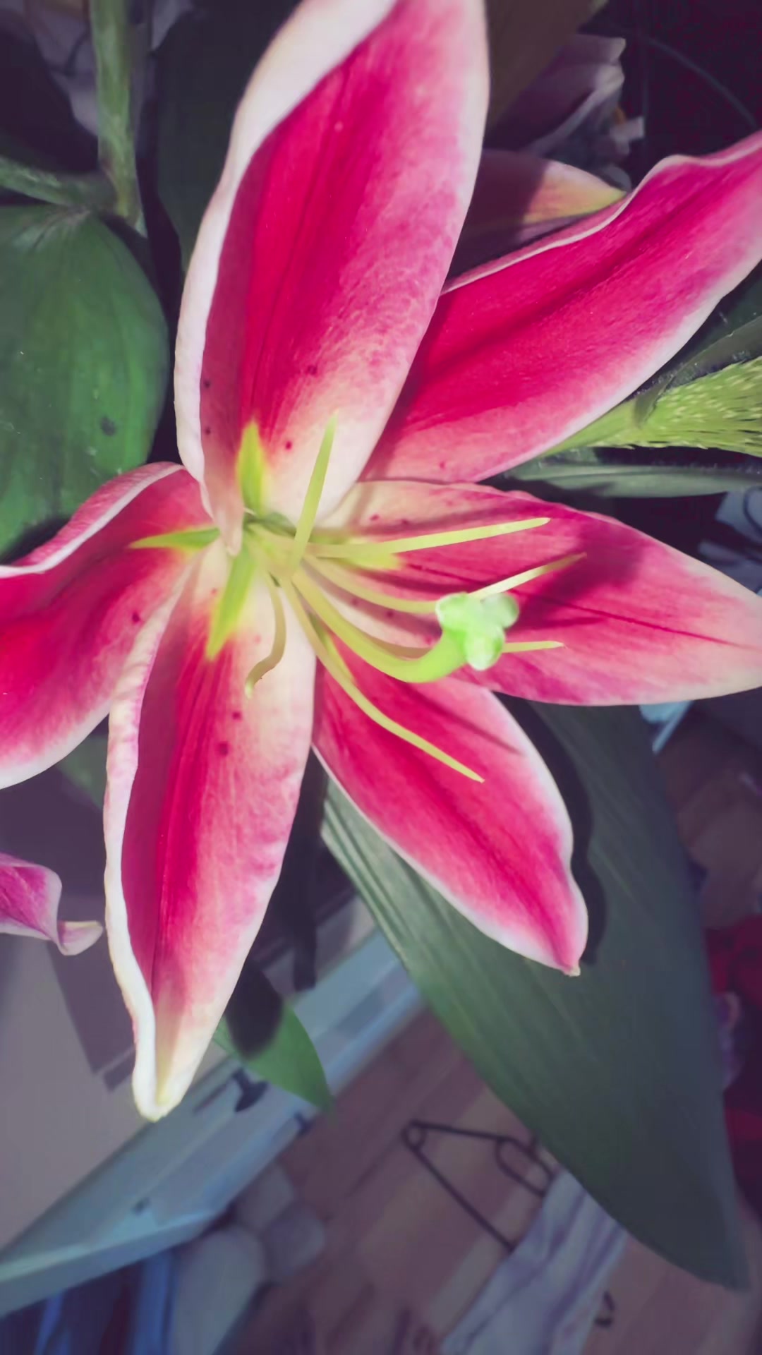 @Maya🌺🍀