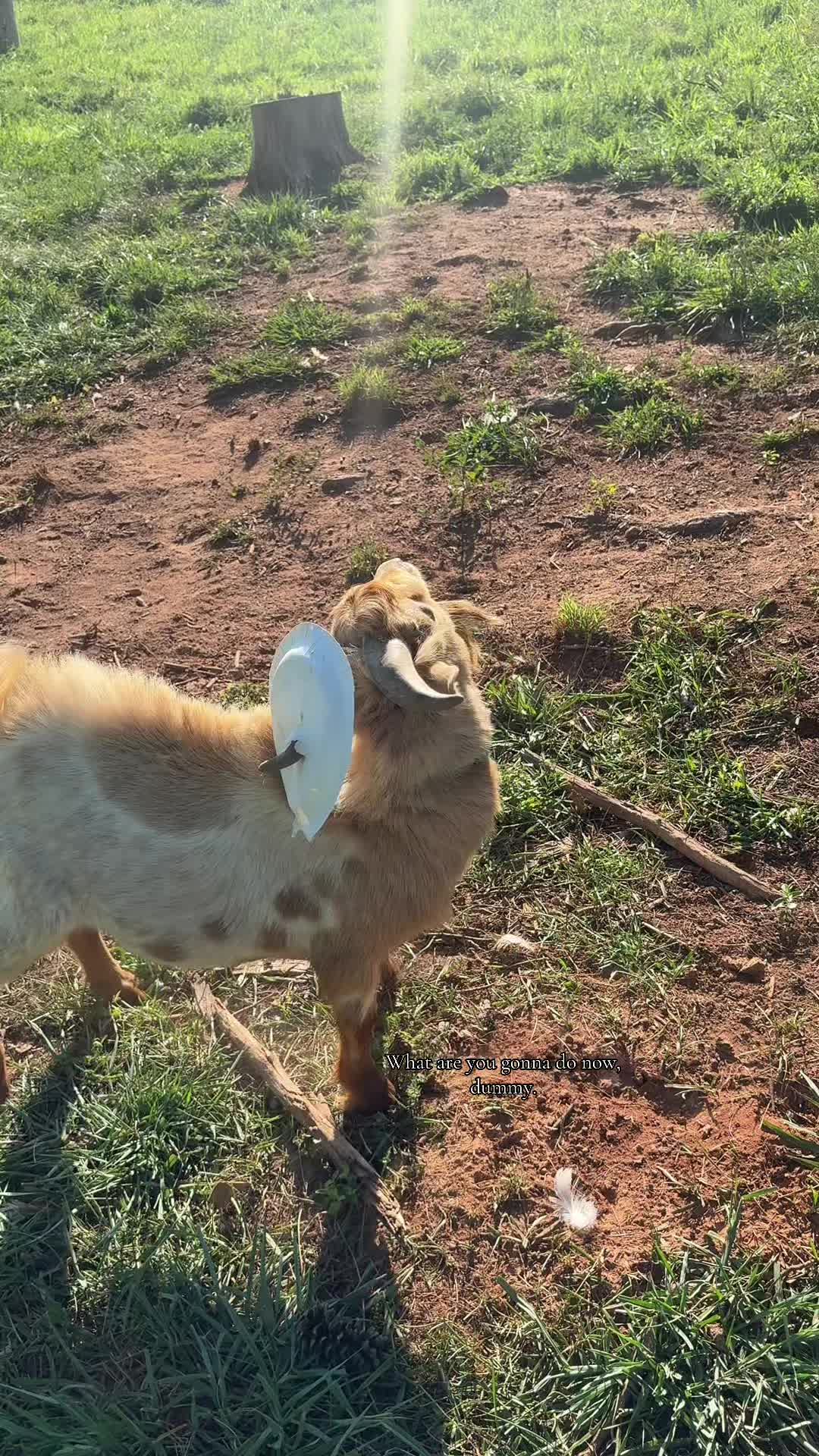 @Mindy | Pretend Farmer