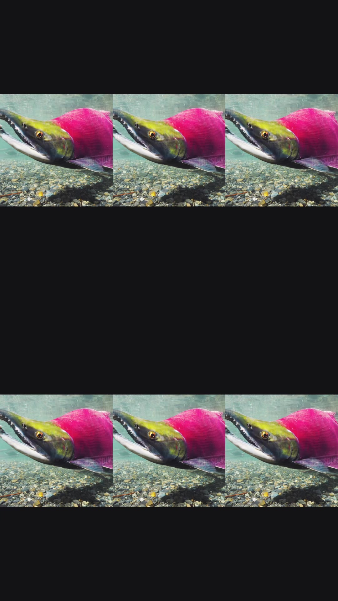 @Salmon