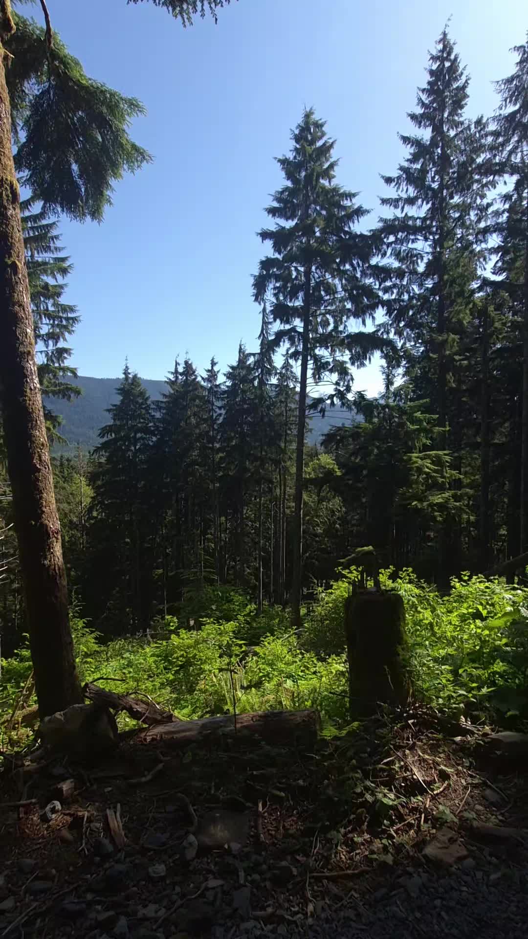 @Nicole🌲🏔🥾|PNW|