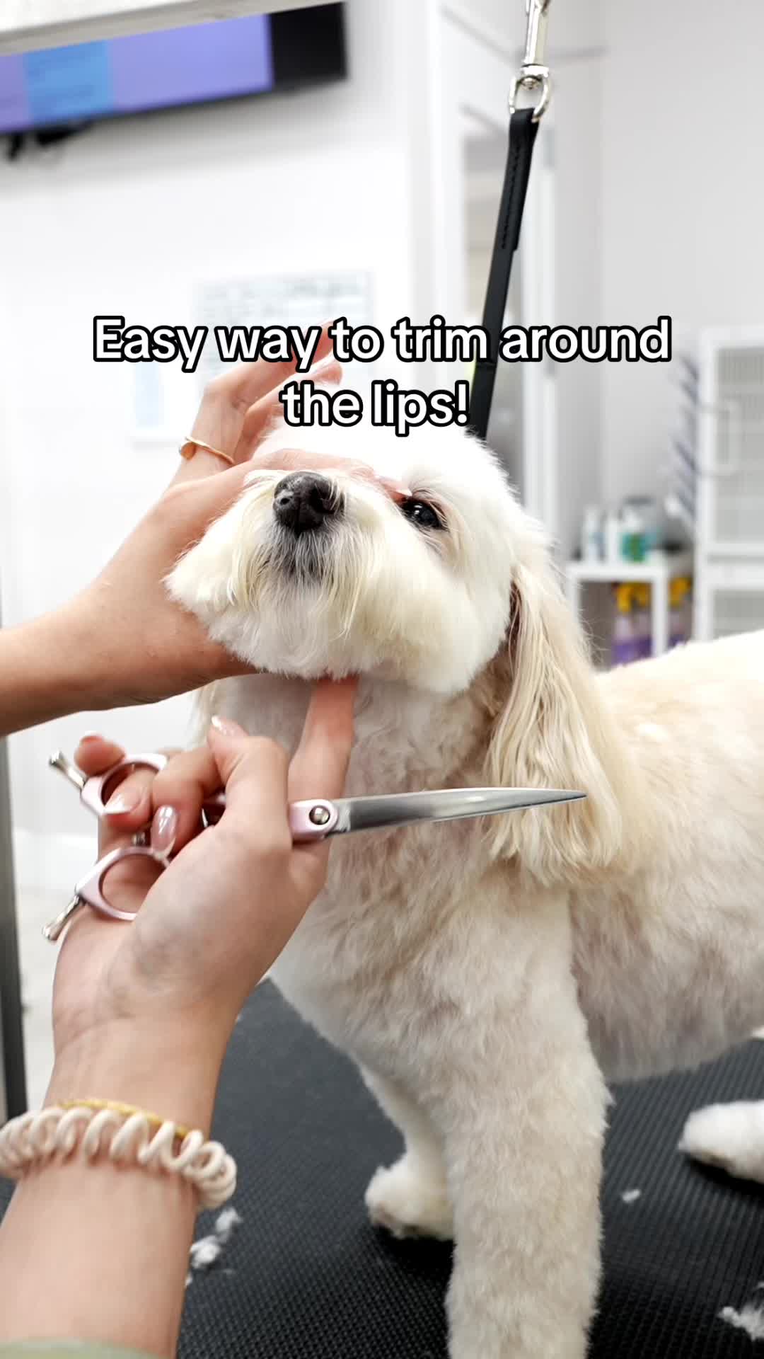 @NorCal Grooming Academy