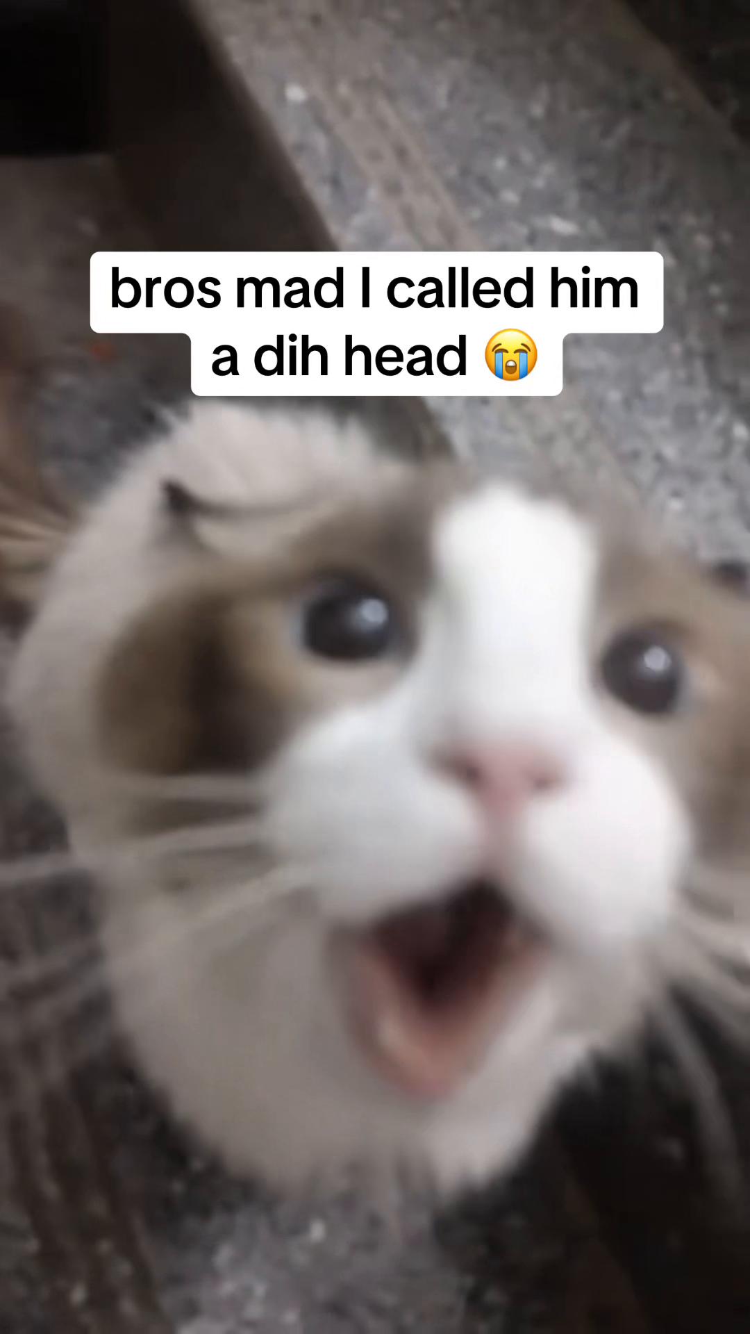 @cat memes