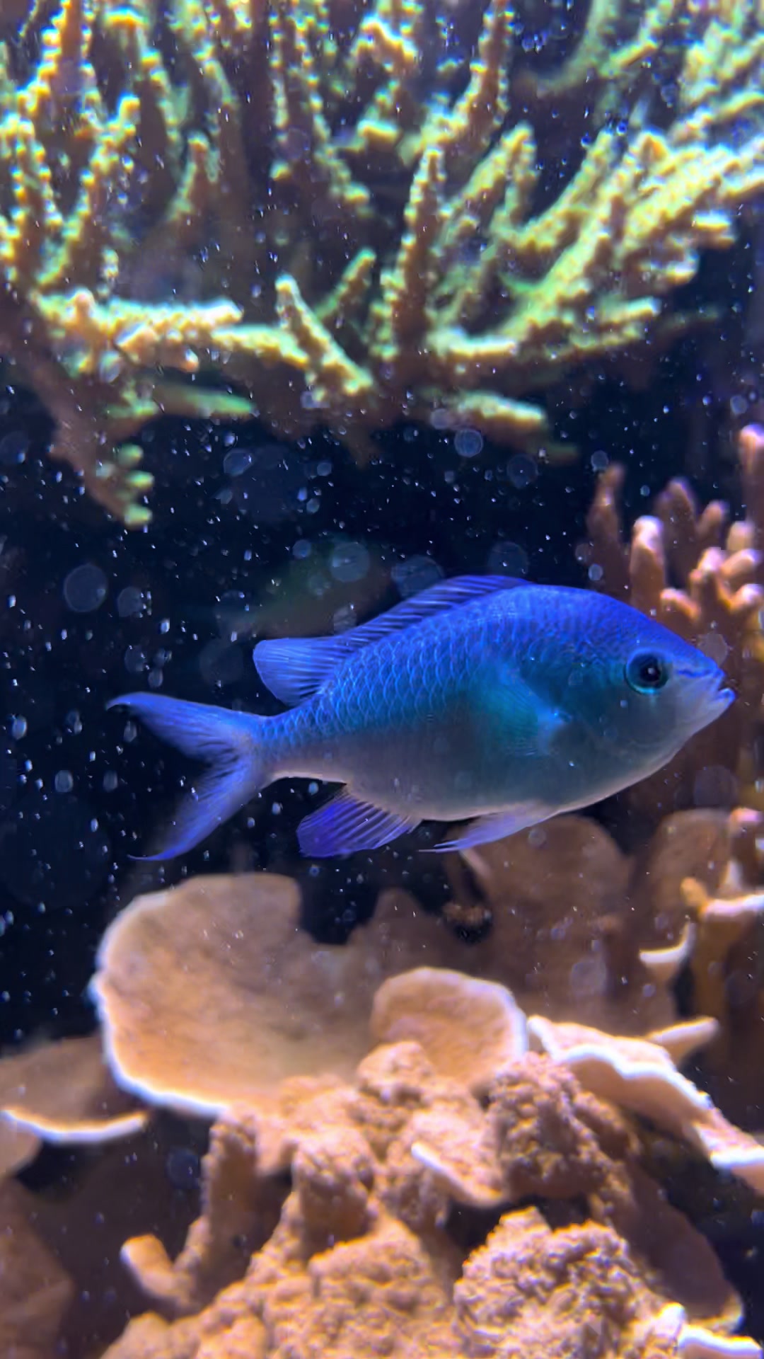 @marinebiotok🪸🤿