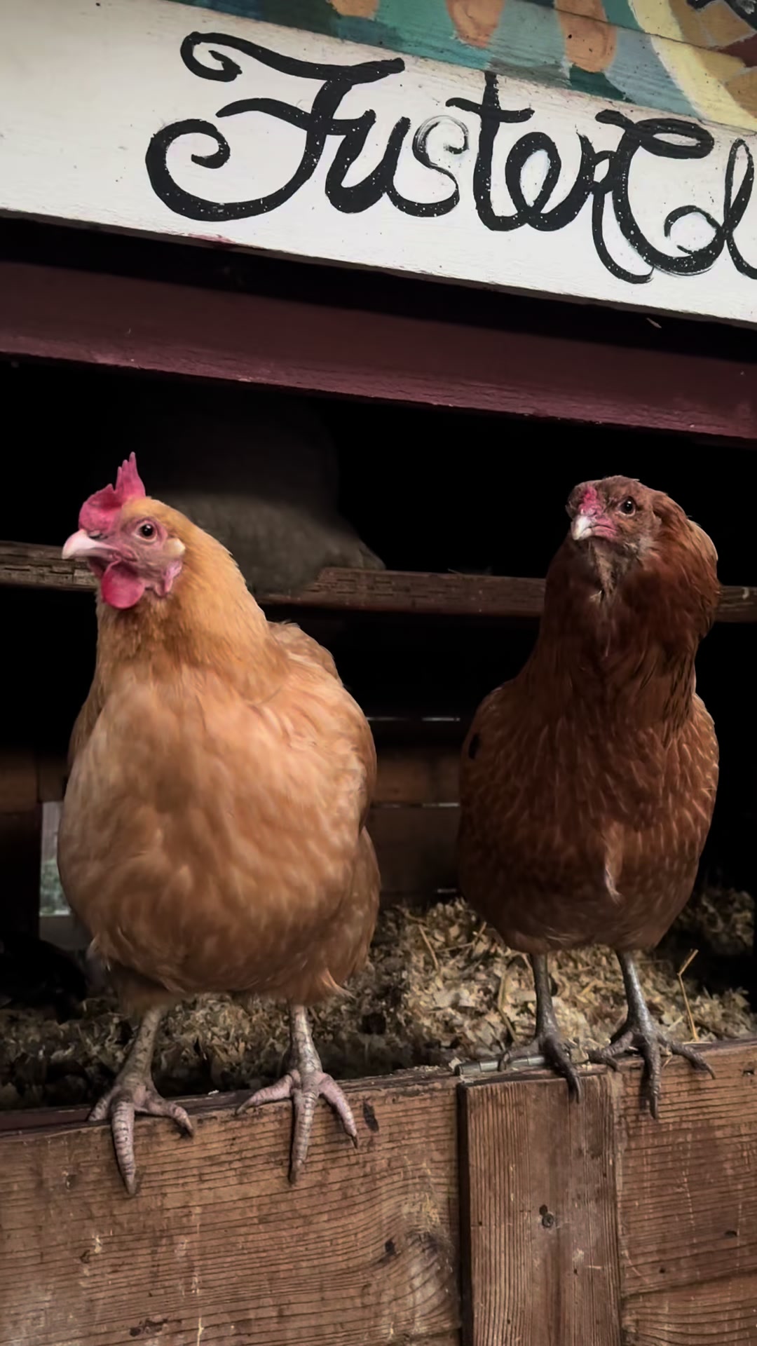 @FusterCluck Farm