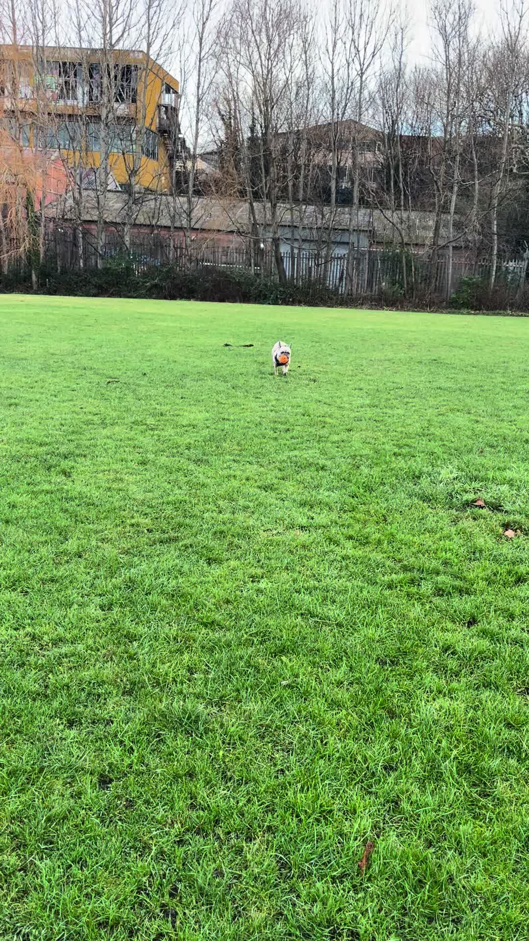 @MaggietheAdventureFrenchie