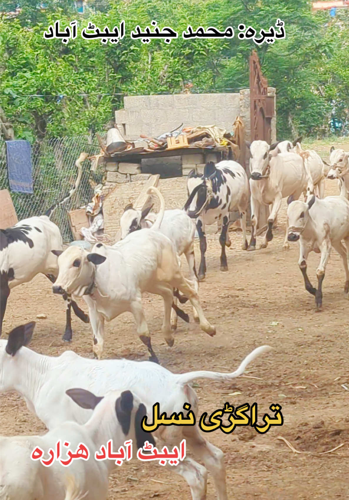 @محمد جنید (ایبٹ آباد)