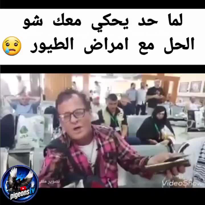 @Pigeons Tv