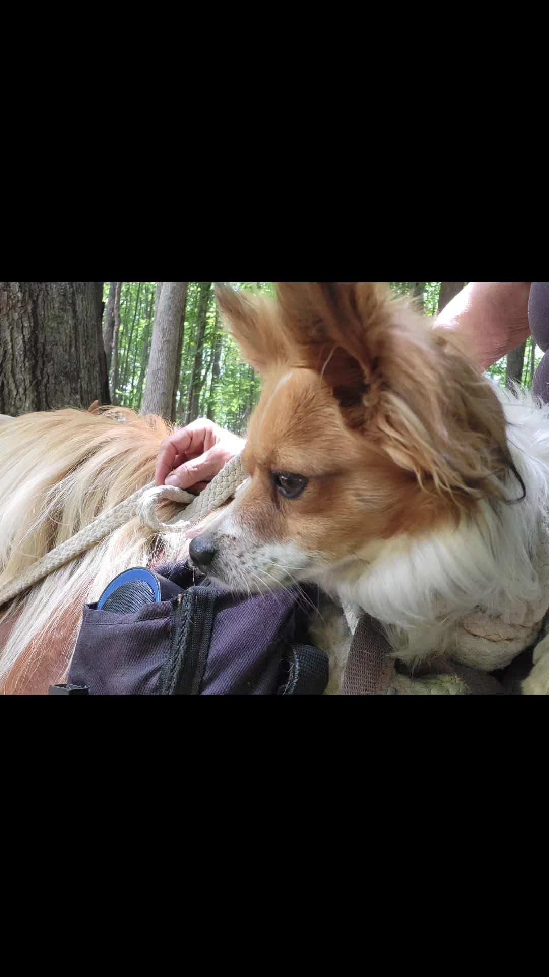 @dorissaddle_soul