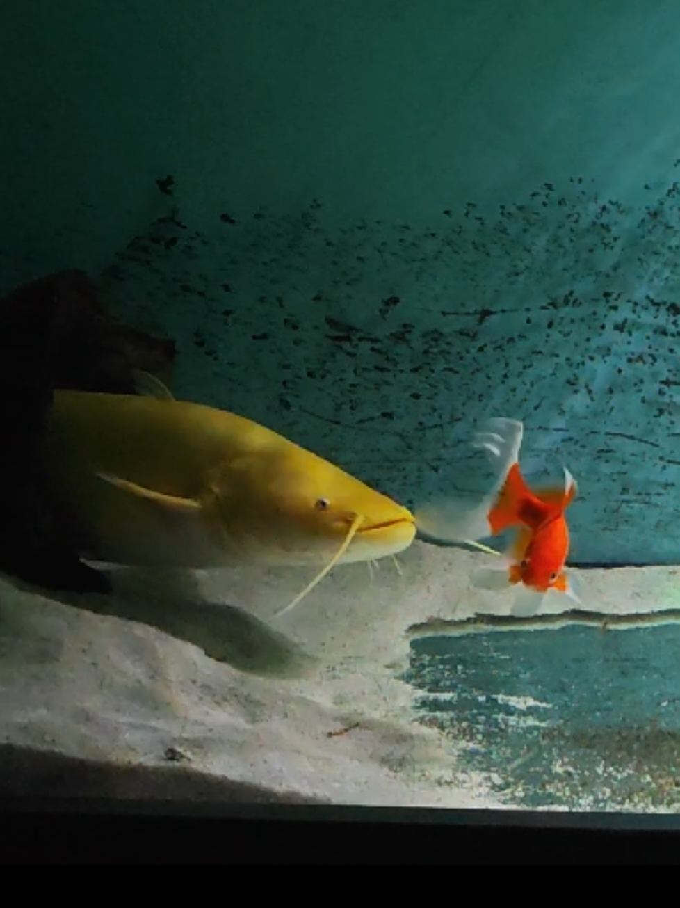 @predatoryfishtank