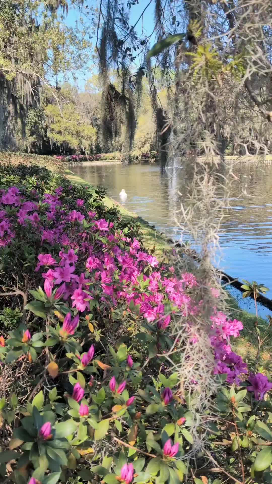 @~𝒦𝒶𝓉 ~