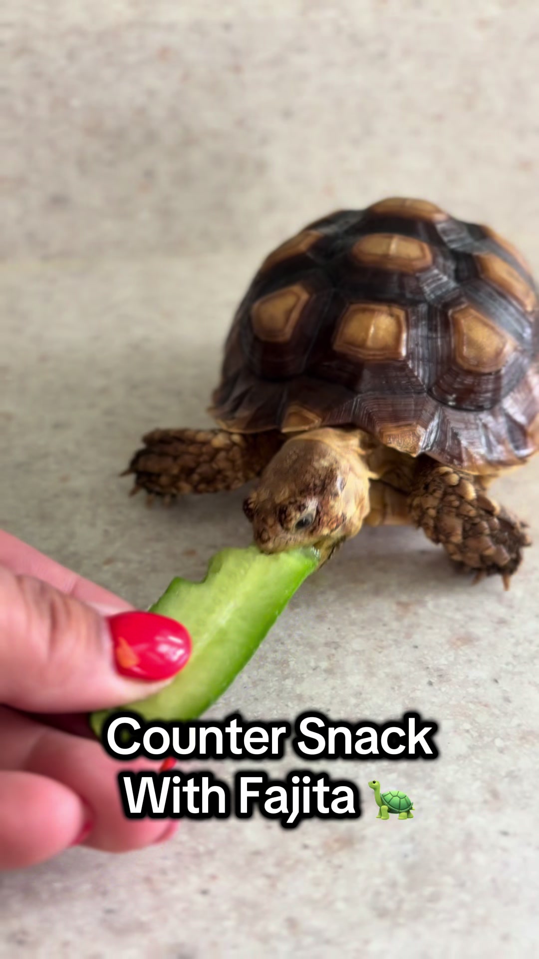 @Fajita 🐢