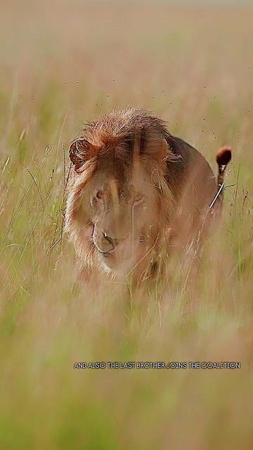 @Guzzicar🦁