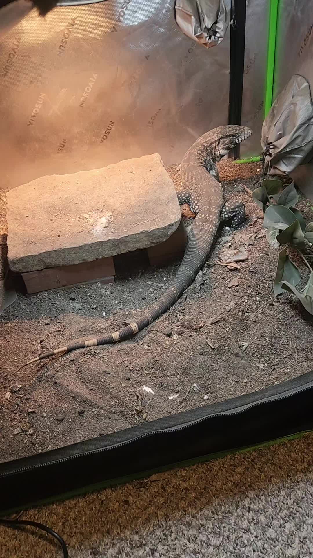 @Ballard&rsquo;s Reptiles