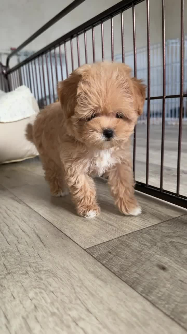 @kate_pomeranianl