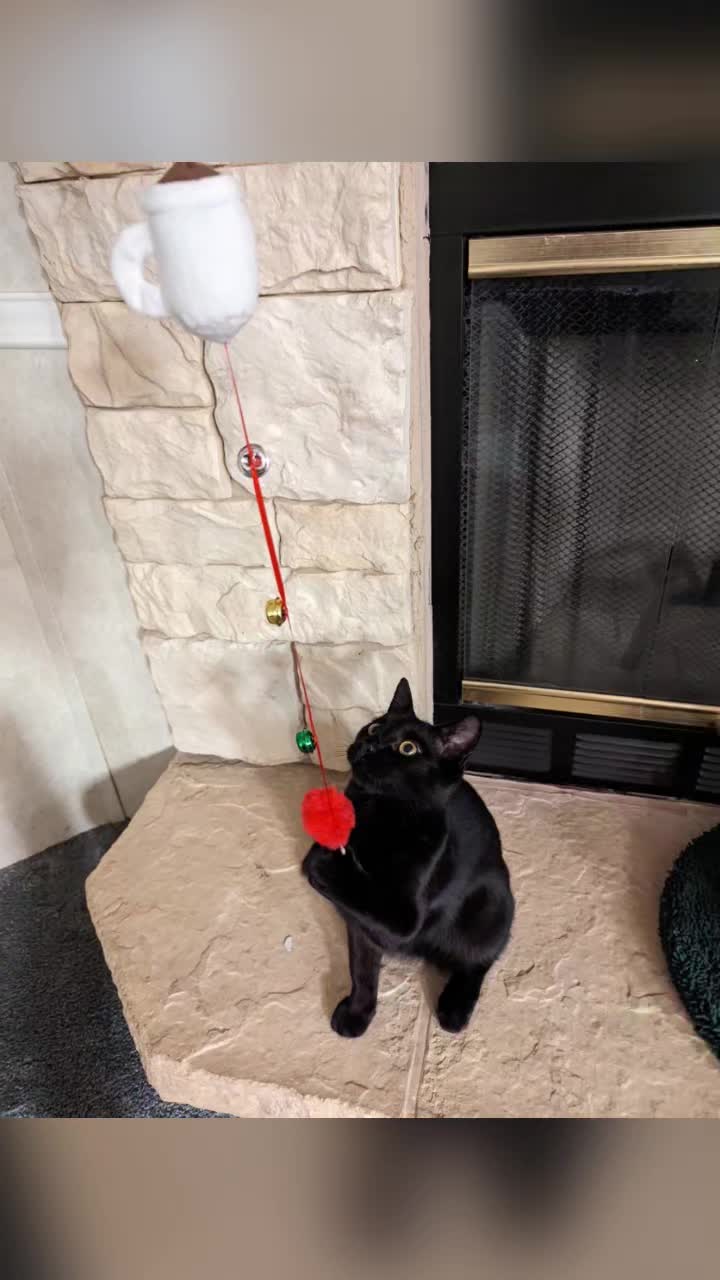 @The Ultimate Catio Life