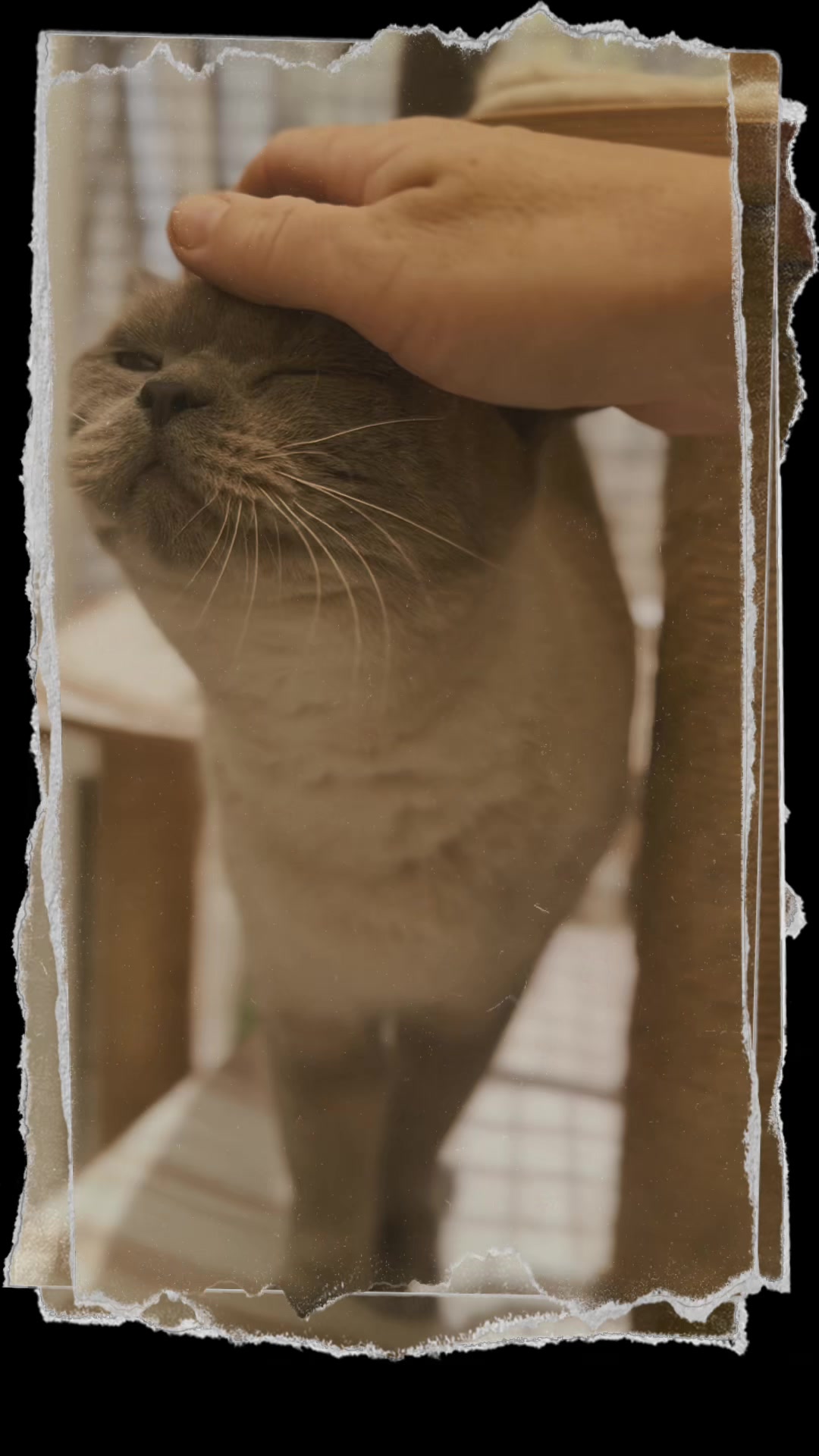 @Herongate Village Cattery